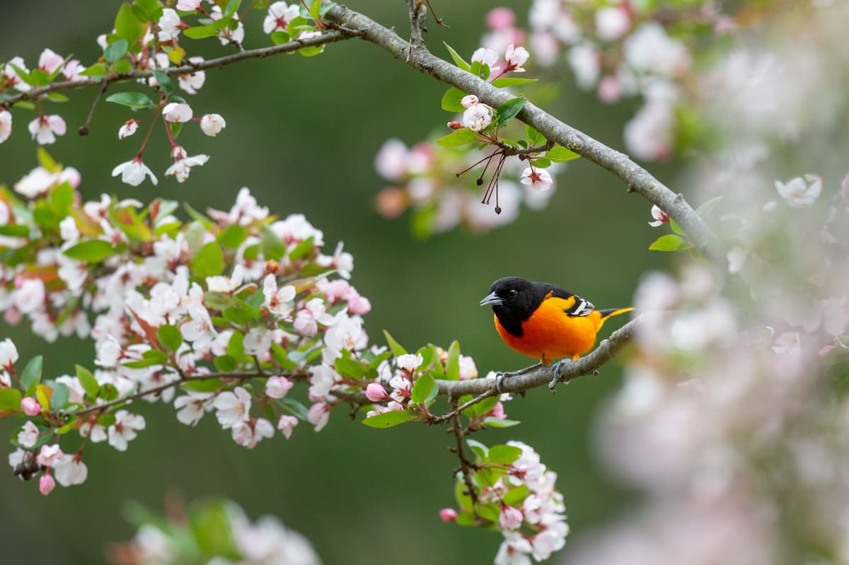 A Baltimore Oriole.