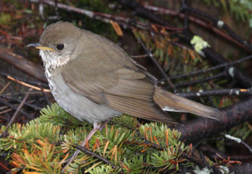 Bicknells Thrush 768x481