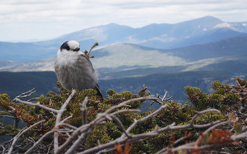 Be sure to respect wildlife when spending time outdoors.