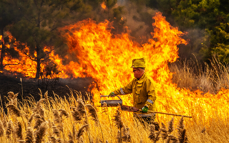 Pc2020 Lewis Richard Controlled Burn In The Pine Barrens I