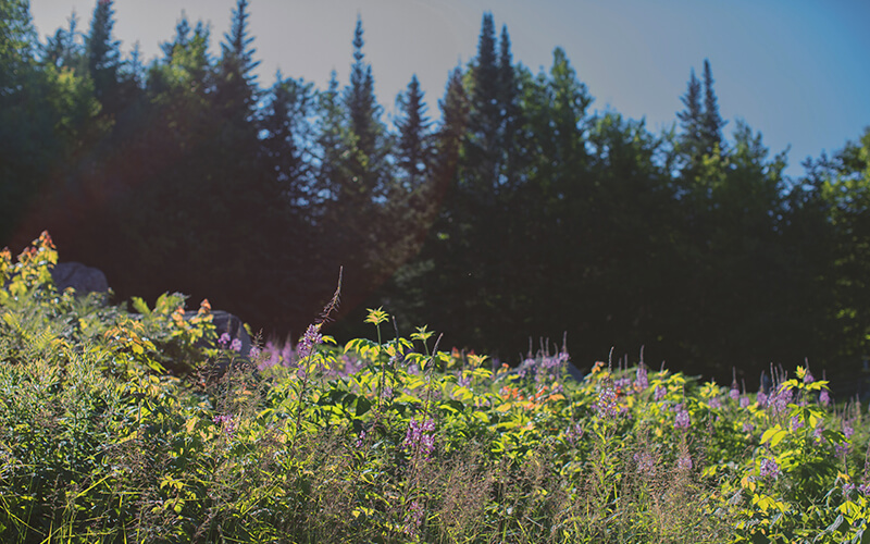 Leave No Trace by leaving the wildflowers where they belong.