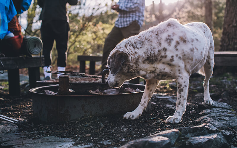 A mound or pan fire can limit the environmental impacts of a traditional campfire.