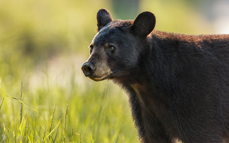 Black bear