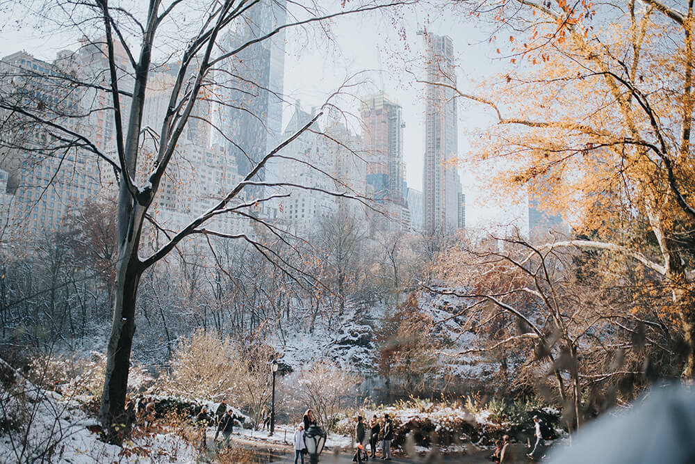 Central Park Caitlyn Wilson Unsplash