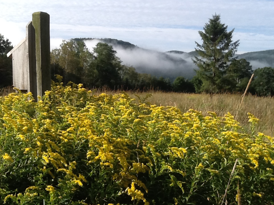 Goldenrods seen in the Catskills