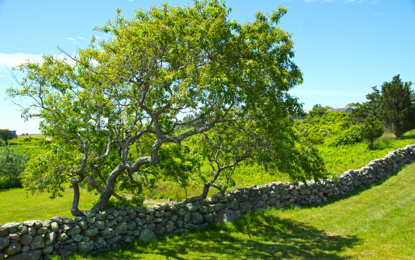 Stone Wall, Chilmark, Martha's Vineyard