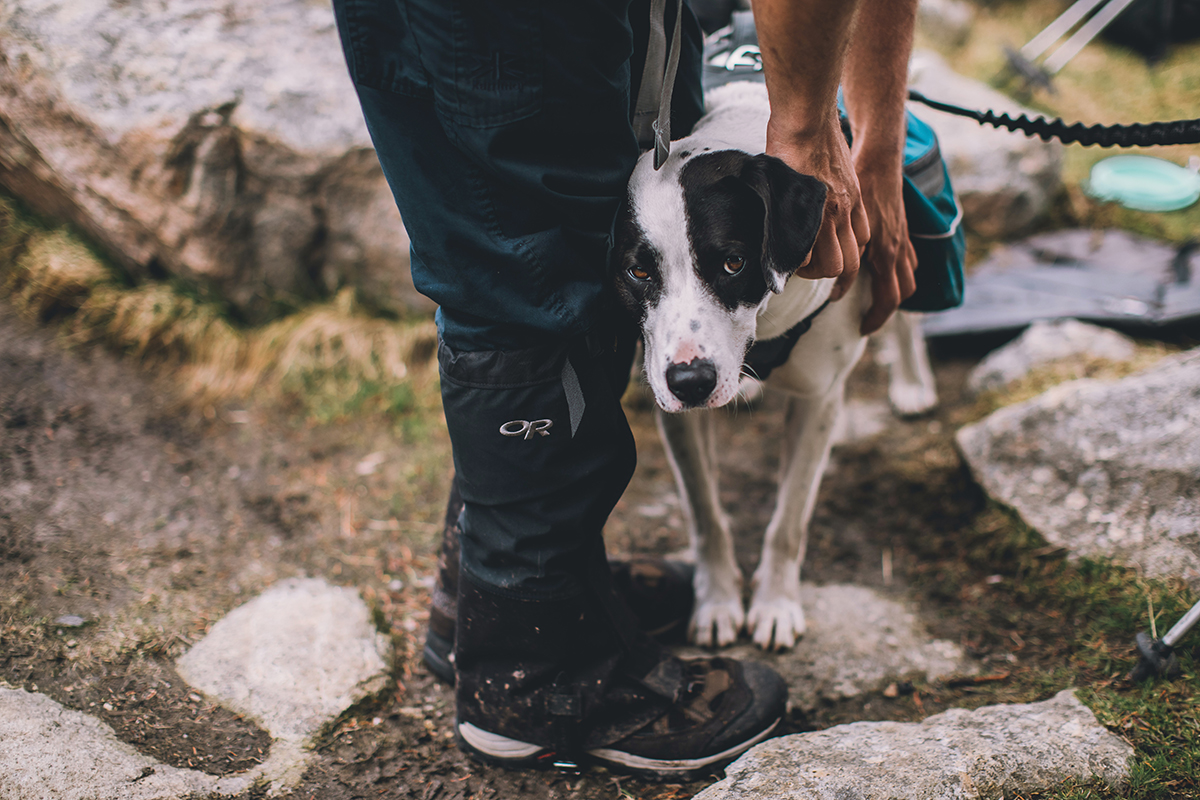 Hiker with dog at Galehead Hut