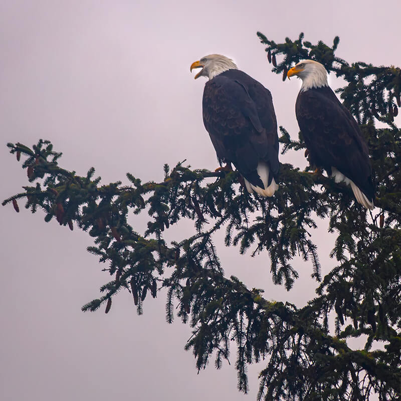 2 Eagles Img 4552 Copy