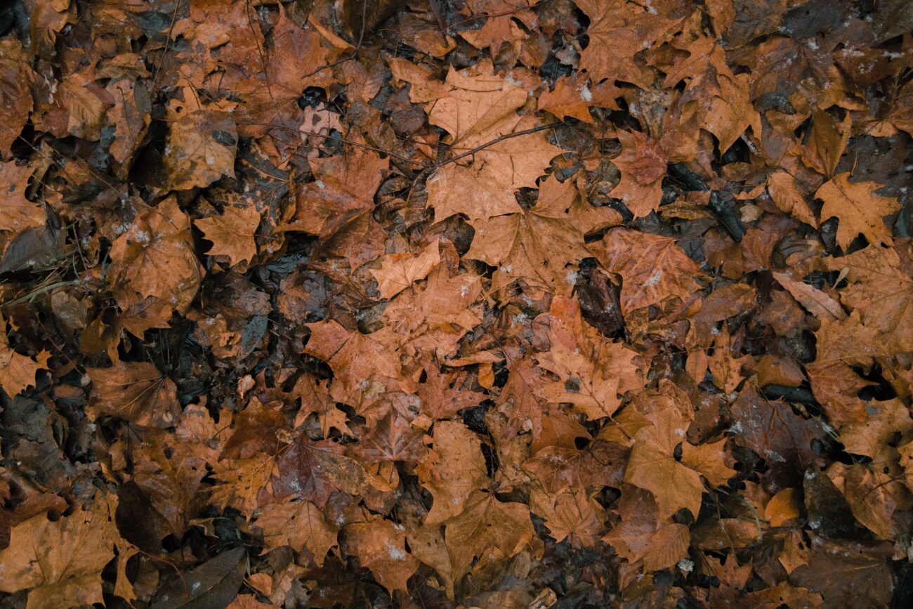 Muddy leaves and debris