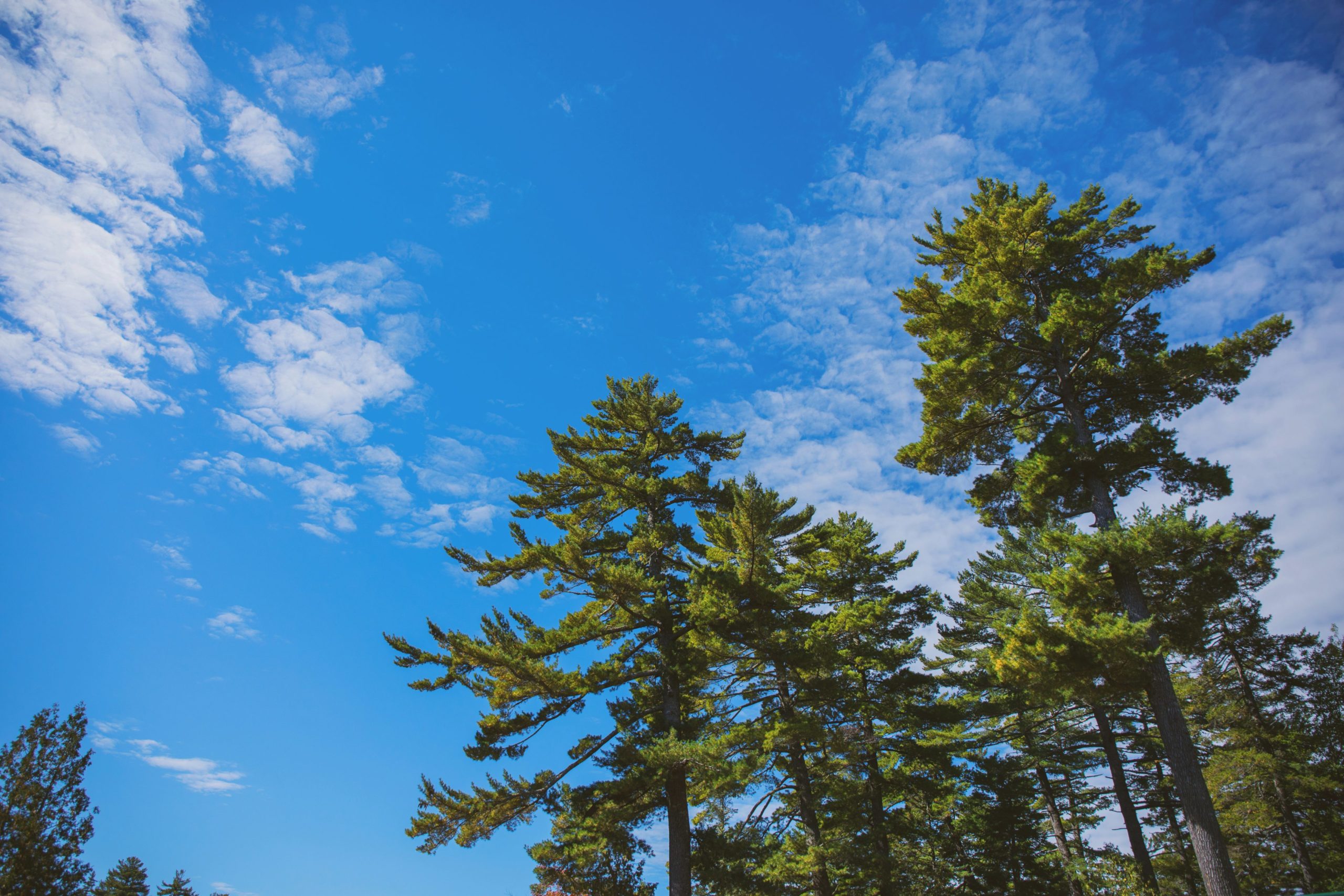 100 mile wilderness Maine Woods