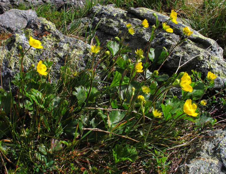 Get to Know These 6 Common Alpine Plants and Flowers in New Hampshire