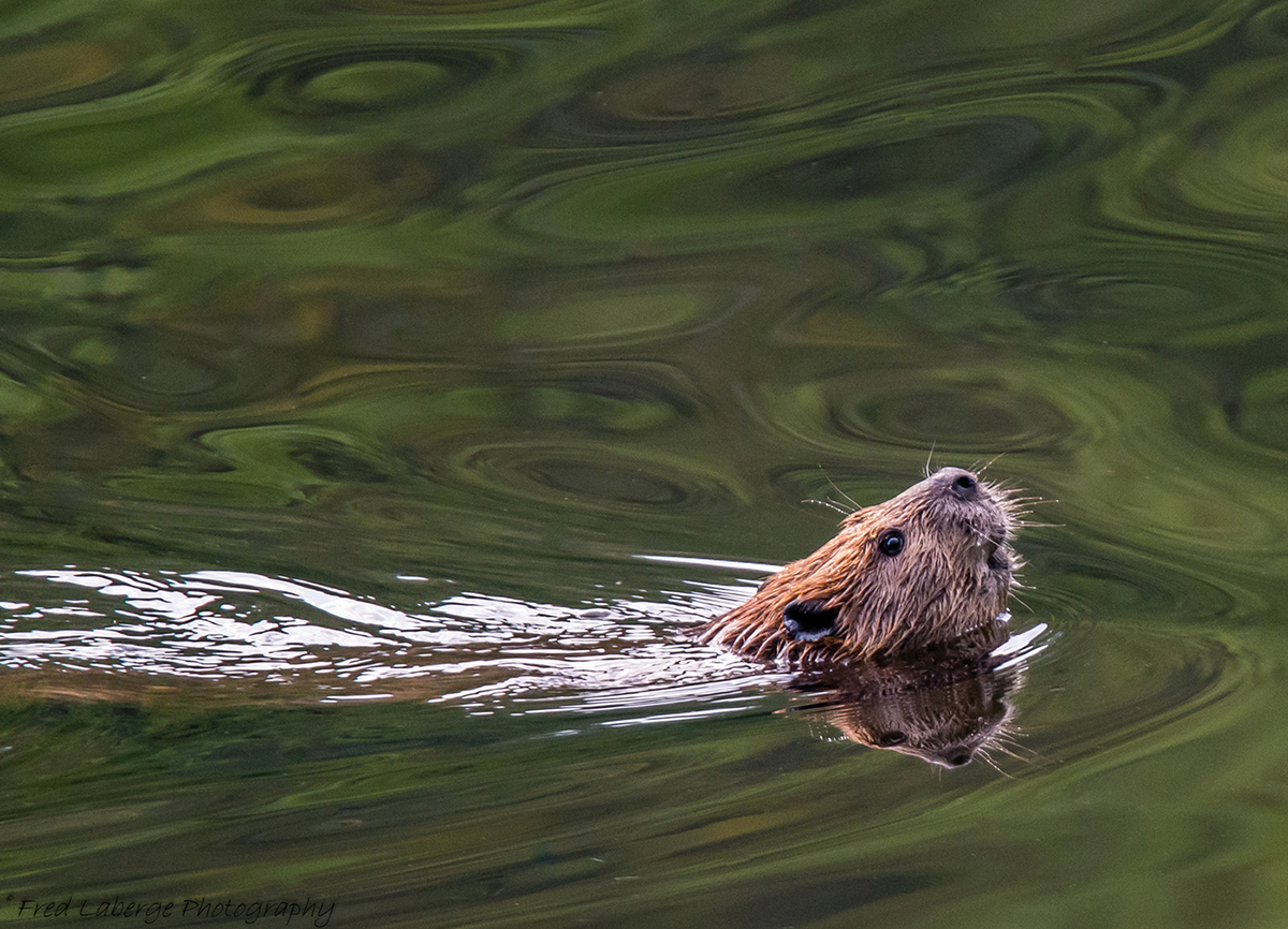 Waters and Rivers Protection Fund