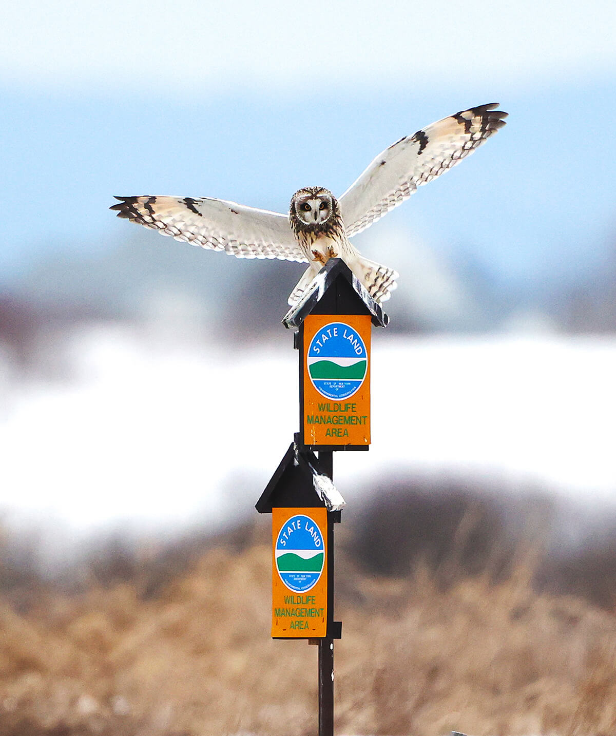 short eared owl on sign