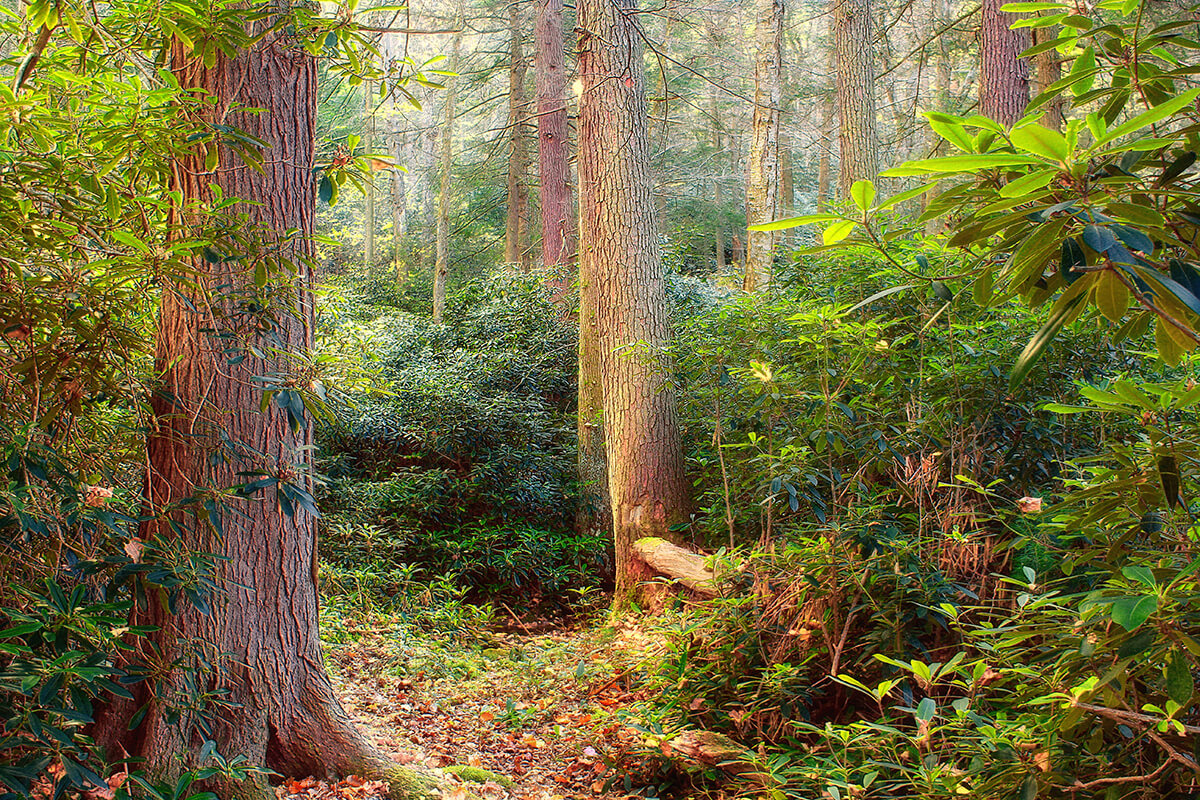 Detweiler Run Natural Area Photo By Nicholas A. Tonelli Flickr Commons