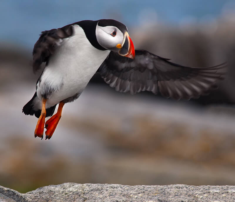 Flying Puffin