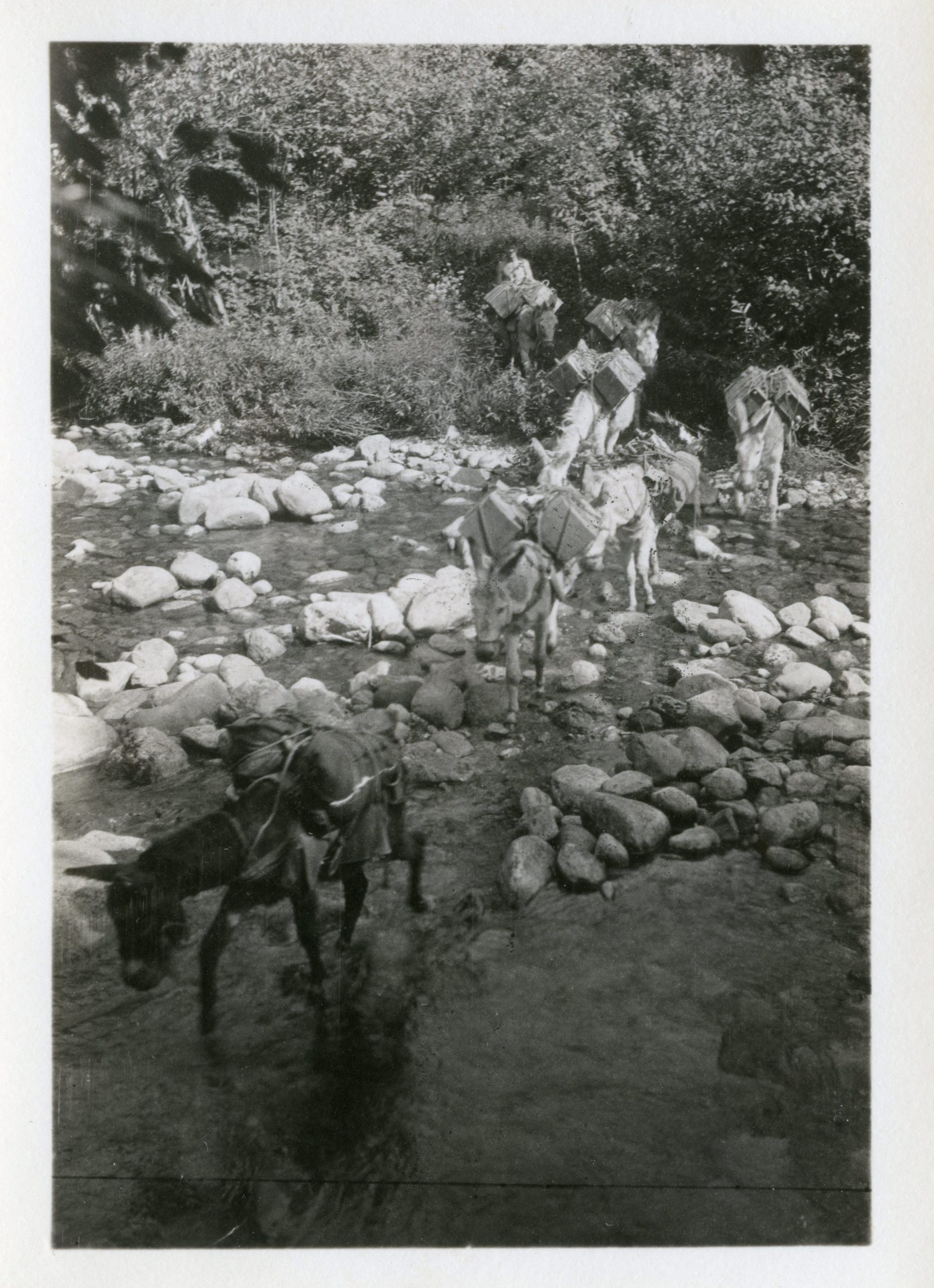 Donkeys carry their loads across a stream in the 1920s.