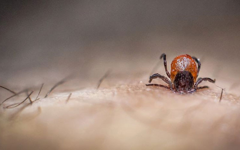 How-to-Kill-Ticks