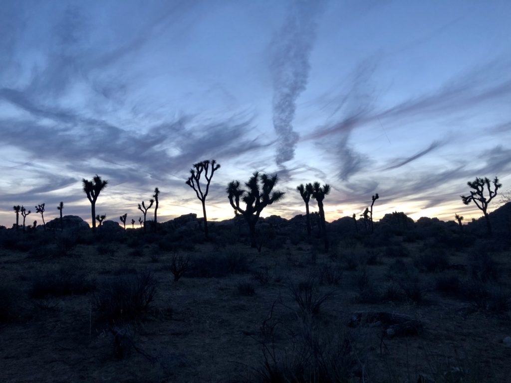 Joshua Tree National Park, Mojave desert, CA