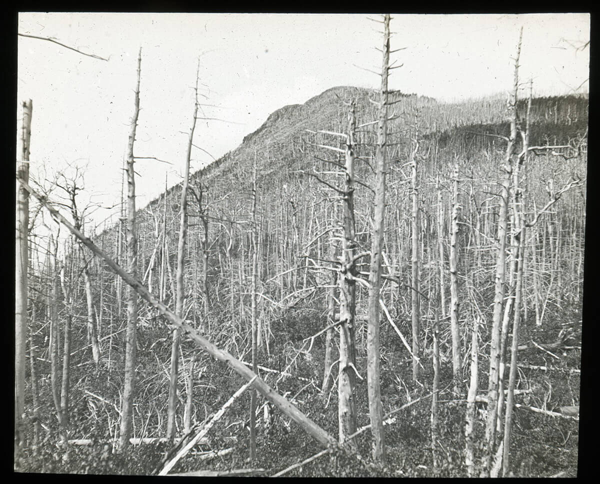 Ls56.54 A View Up Through A Burned Area Between Mount Flume And Mount Liberty To The Summit Of Mount Flume Nh 1 2048x1652