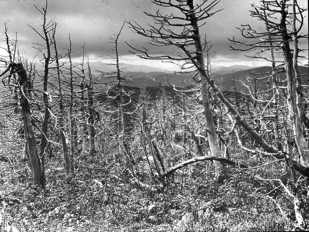 Ls83.26 Carter Dome After Fire Of 1903 1