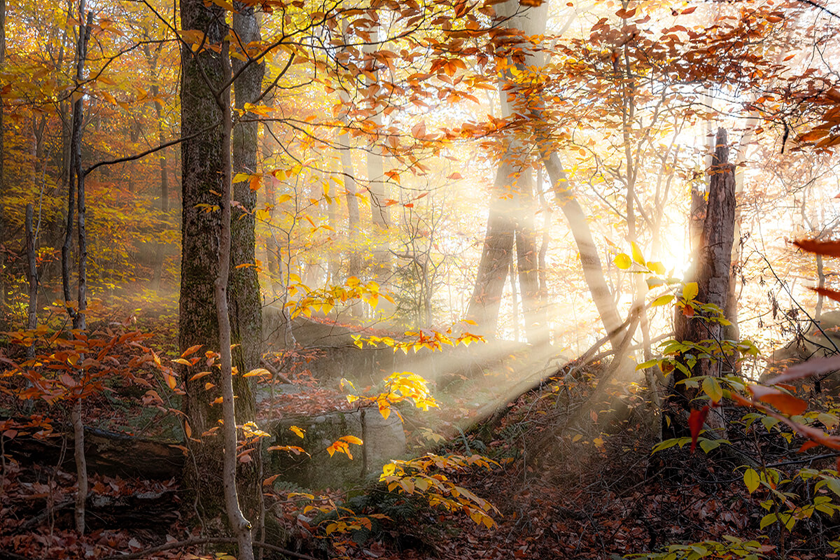 sunbeams through the forest in Echo Cliffs Trail, Panther Mountain, Adirondack Mountains, New York