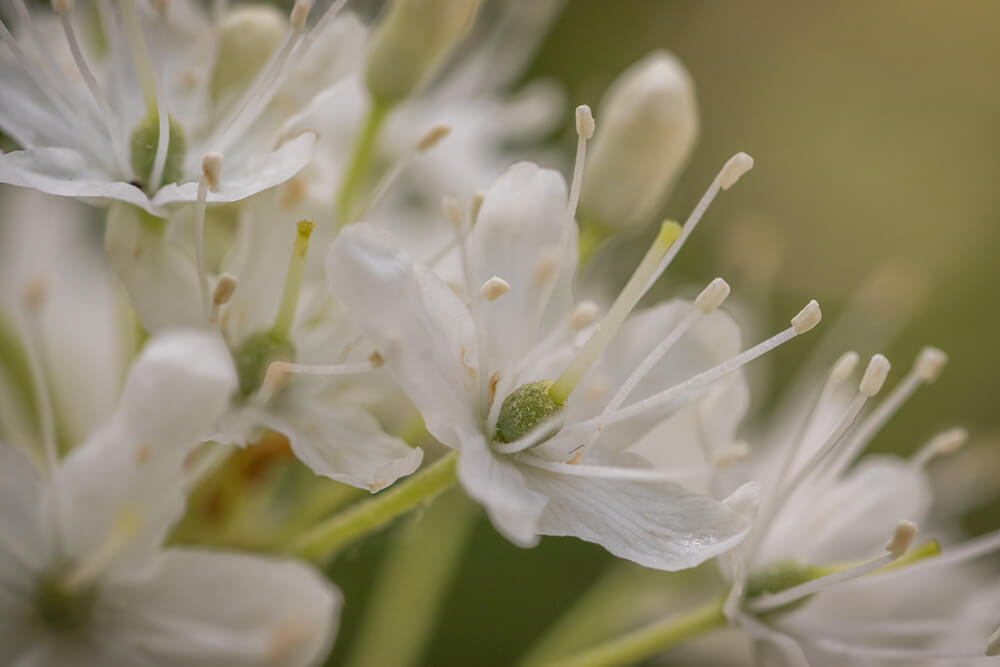 Labrador Tea Brett Whaley Flickr Commons