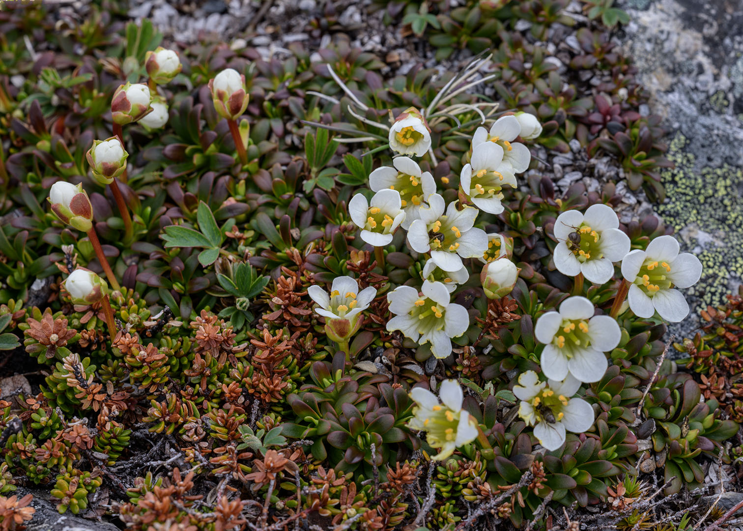 alpine flowers