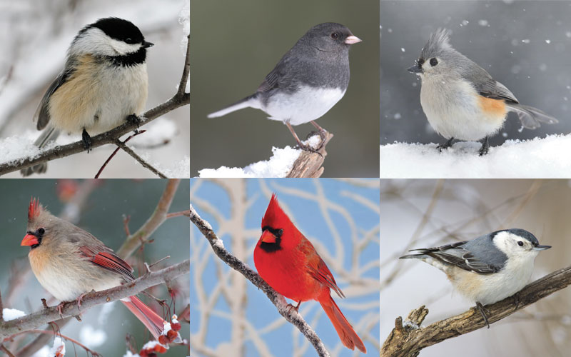 winter birds