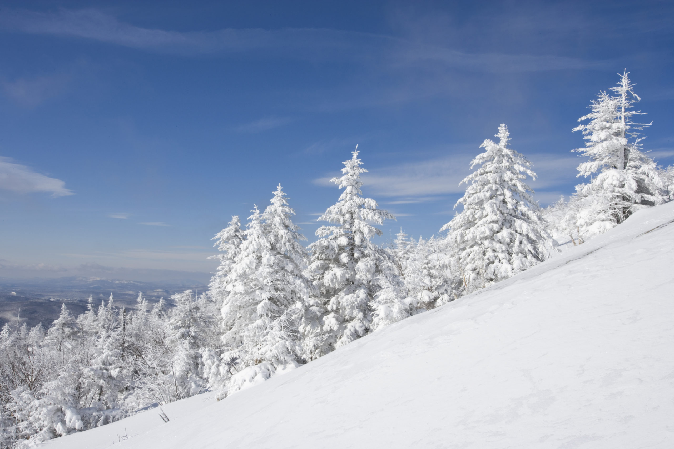 snowy trees on Mount Cardigan