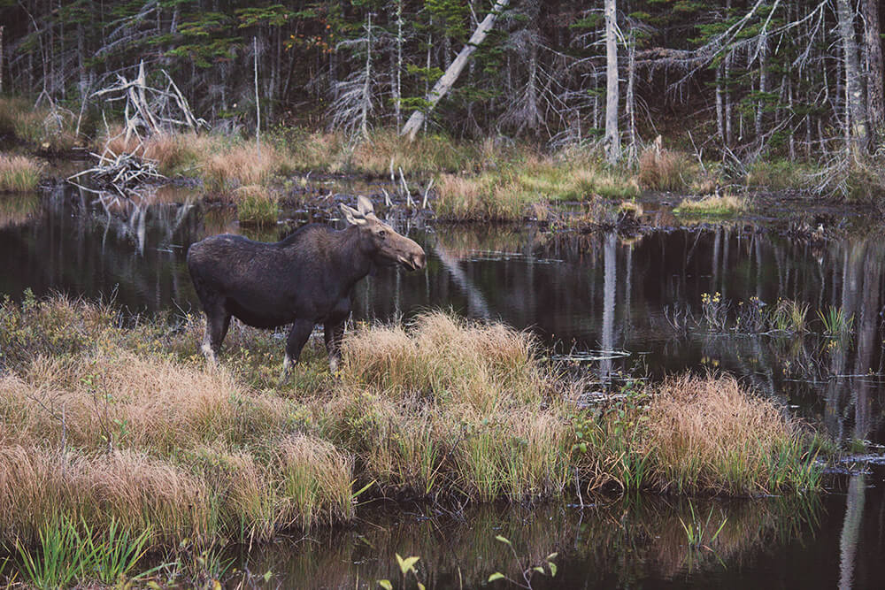 Moose In Wmnf Img 4849