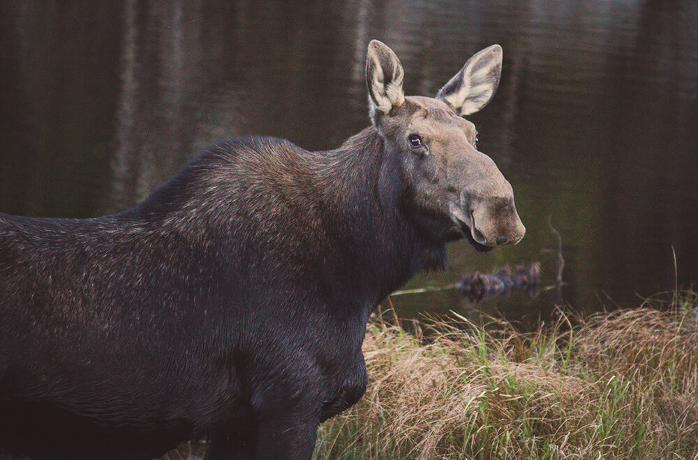 Moose In Wmnf Img 4863