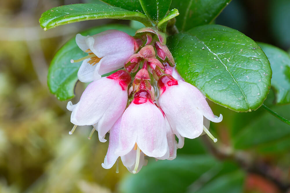 Mountain Cranberry Derek Parker Flickr Commons 34700646793 666931e33c O