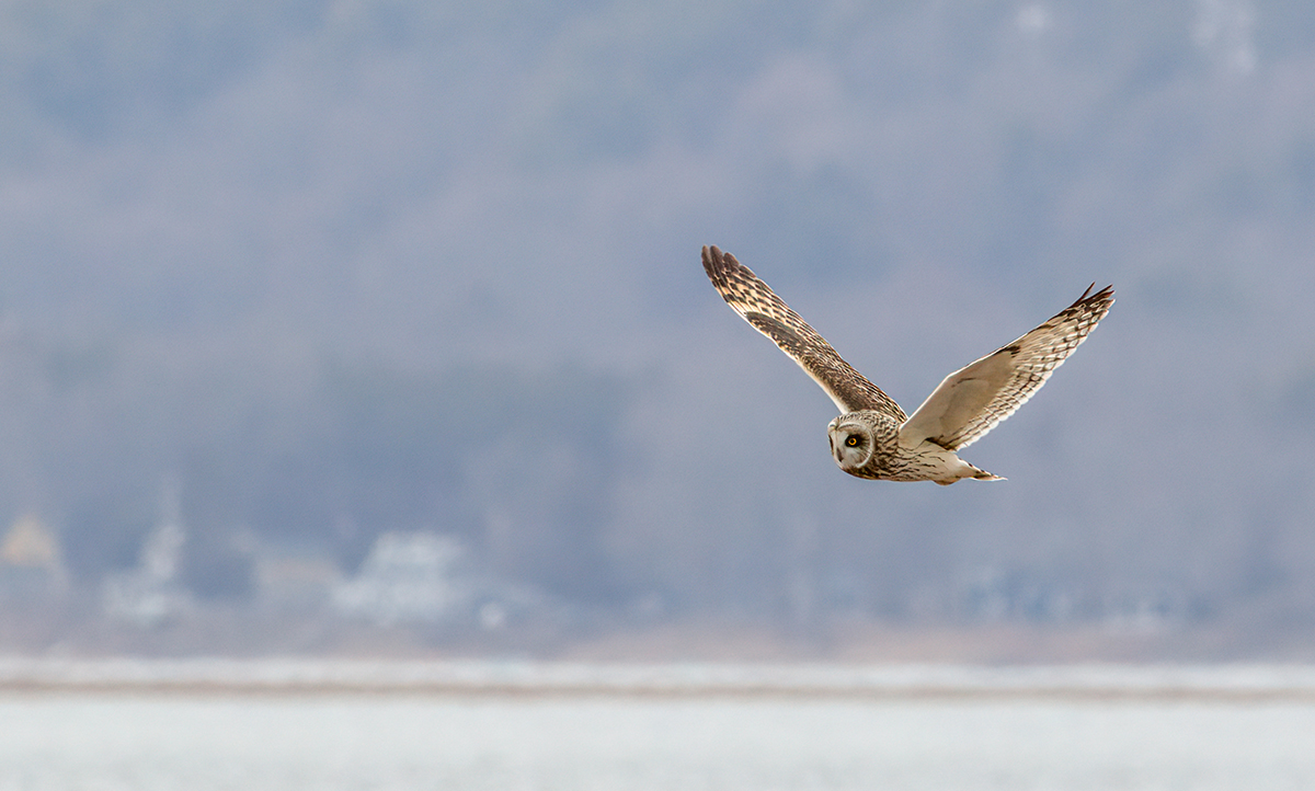 A bird flies above the Parker River National Wildlife Refuge