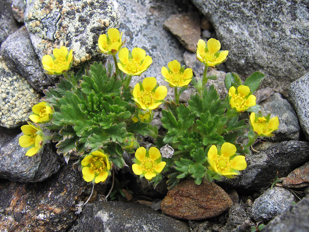 Potentilla Weihrauch