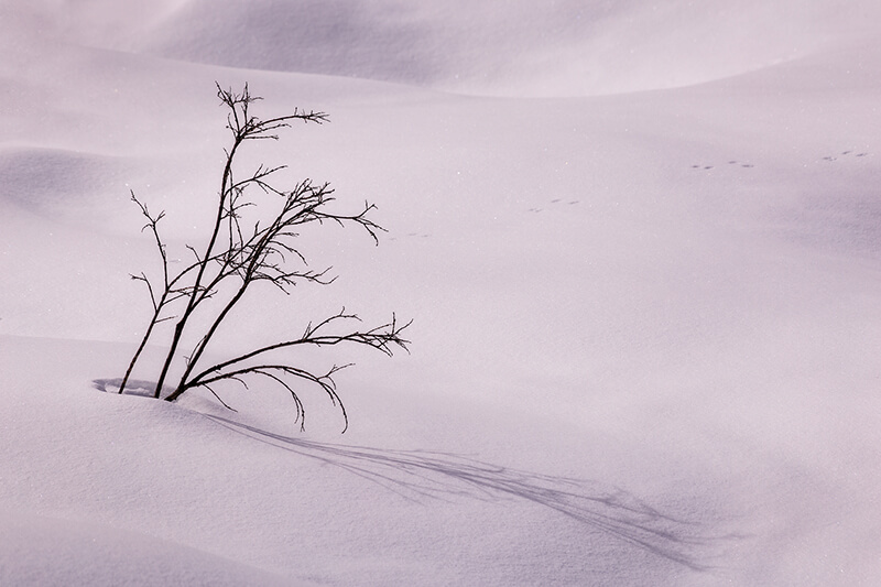 Tracks And Sapling