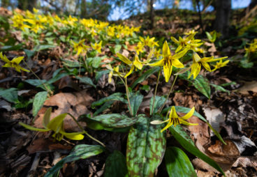 Trout lily