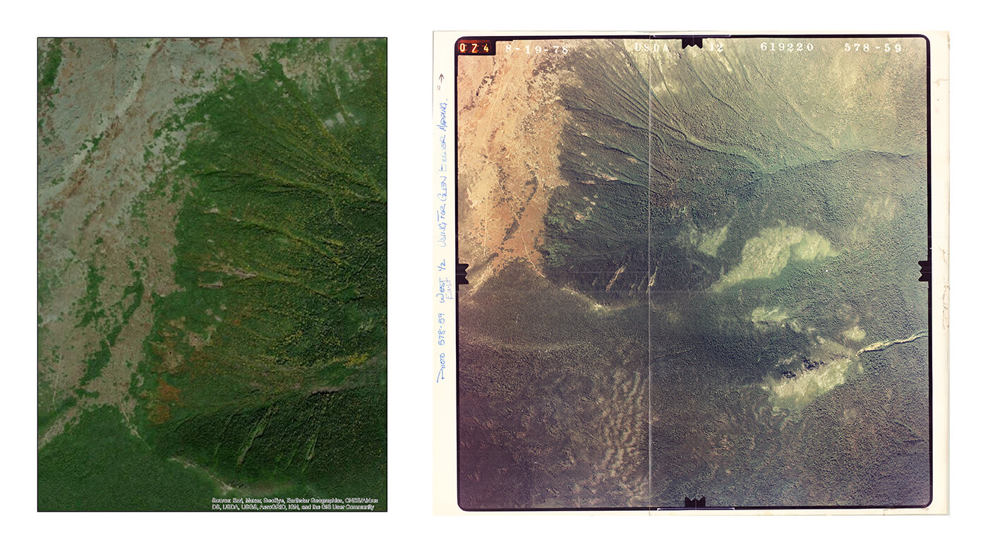 climate change tree line