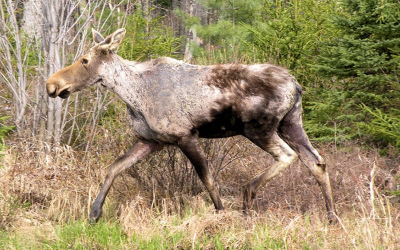 moose ticks