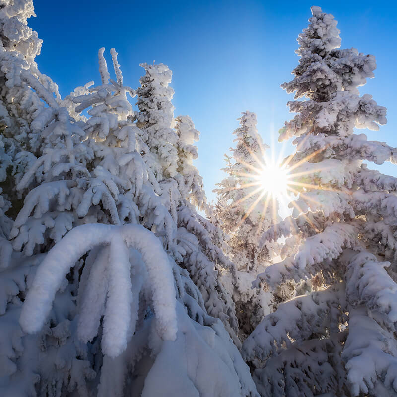 Hand Of Winter Priola