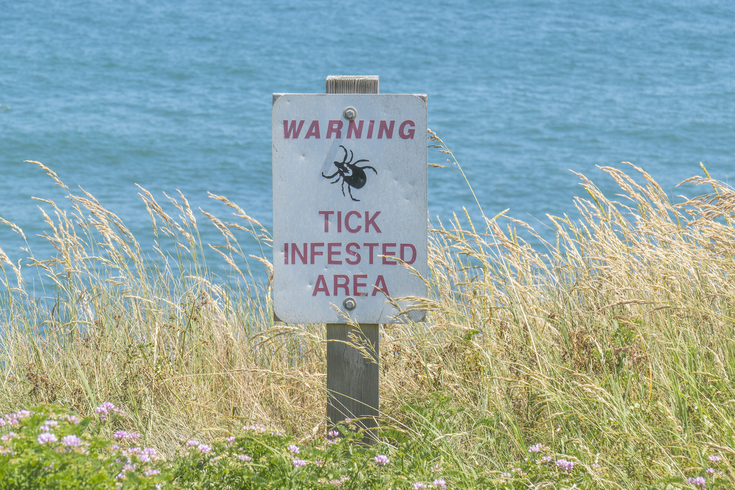 How to avoid ticks