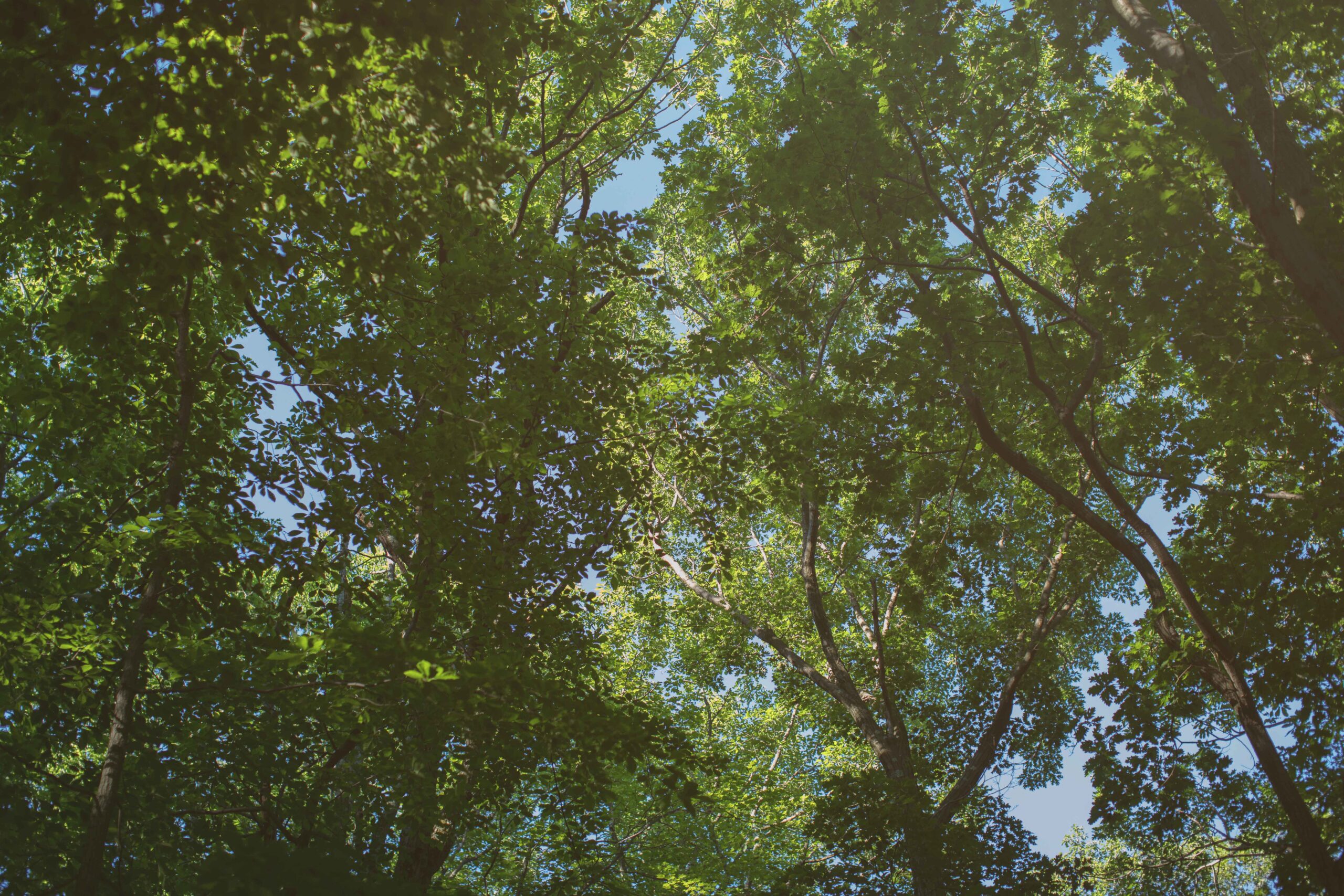 view of trees