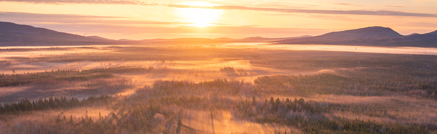 Header Barnard Forest Photo By Jamie Malcolm Brown