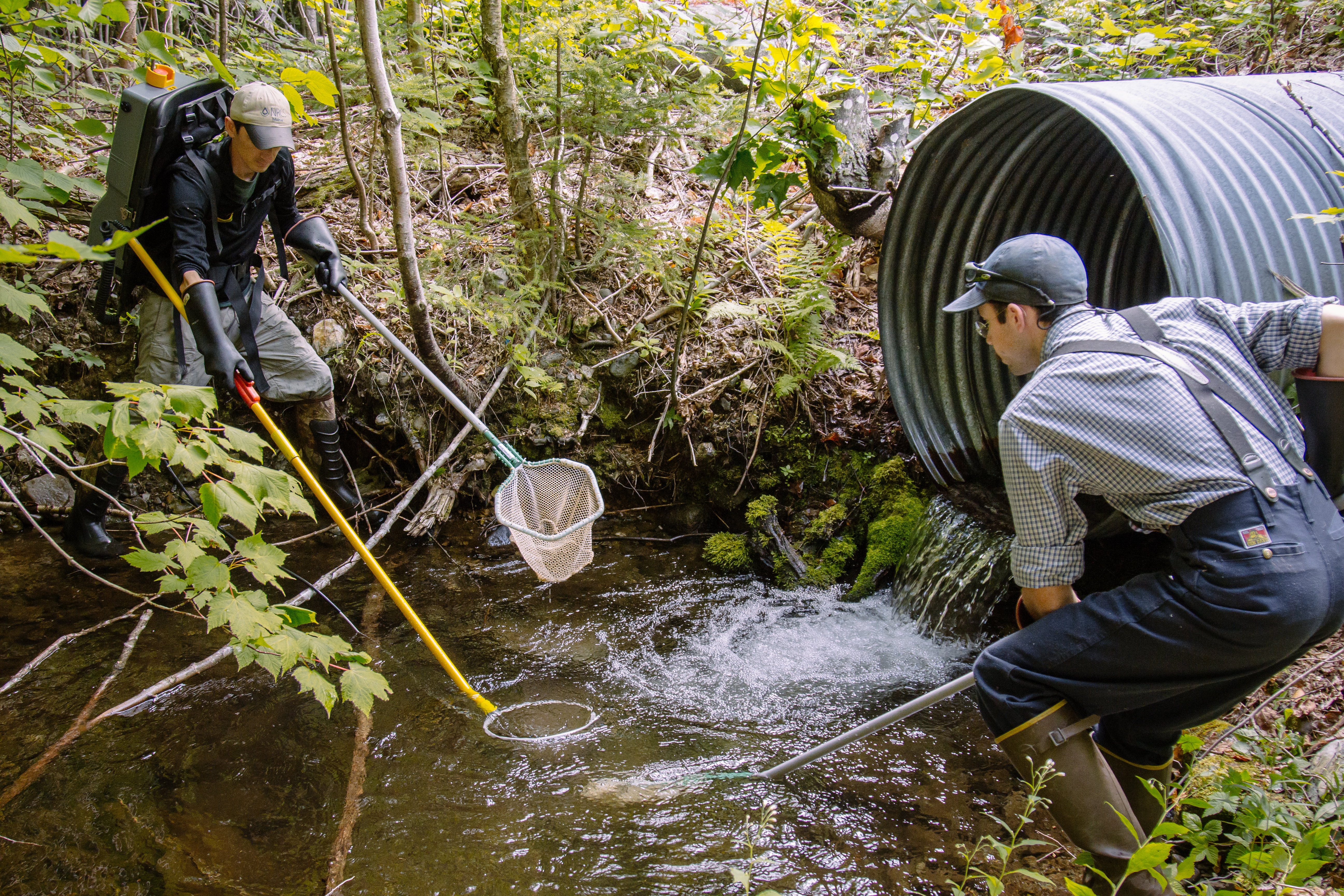 Garrettenglish Ecological Restoration Electrofishing 082016