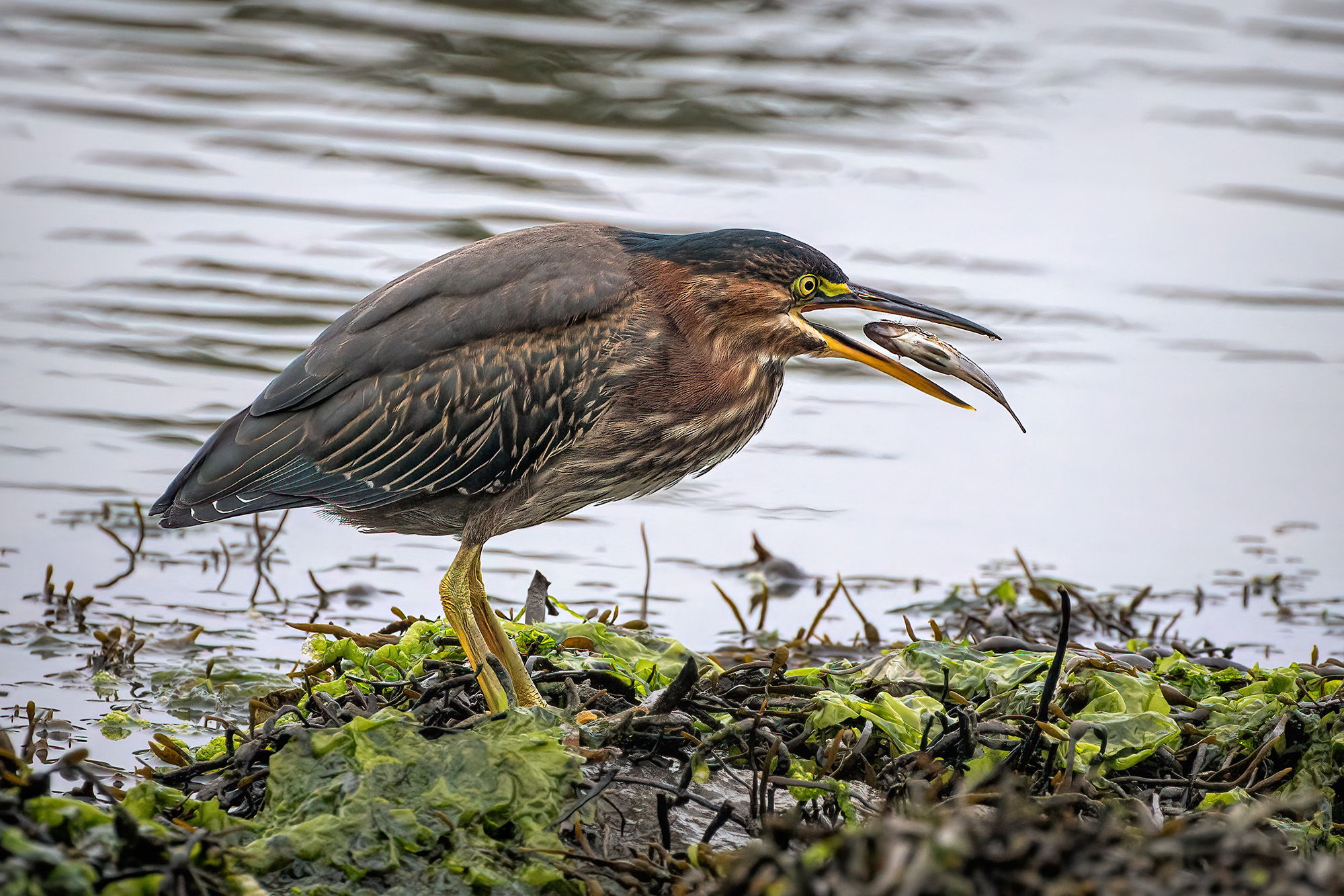 Rekevin Fay1 Lww Green Heron With Fish Ma Copy